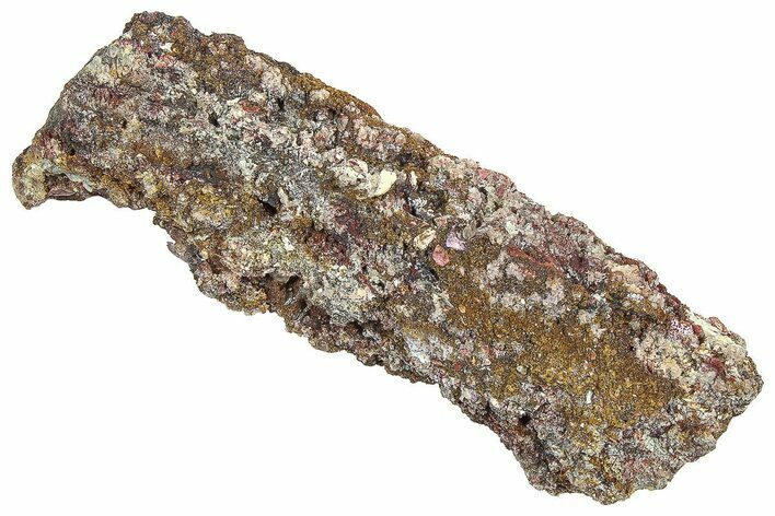 Devonian Petrified Wood (Callixylon) Section - Oldest True Wood #363319